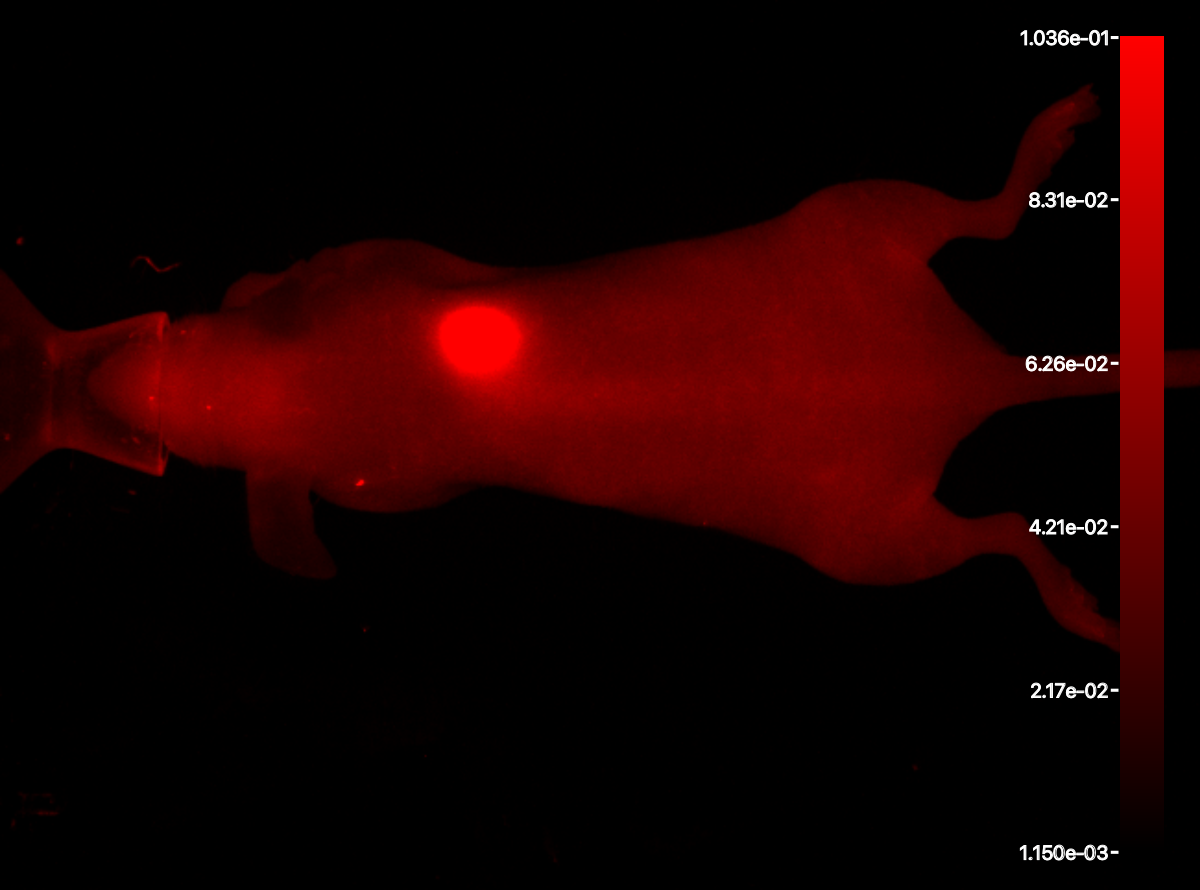 This is a 700 channel image of a mouse with a color bar displayed.
