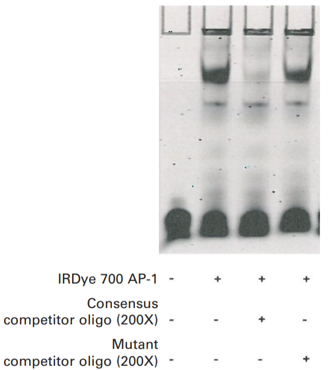 IRDye 700 AP-1 EMSA data