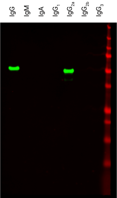 IRDye® 800CW Goat anti-Mouse IgG2a Secondary Antibody data