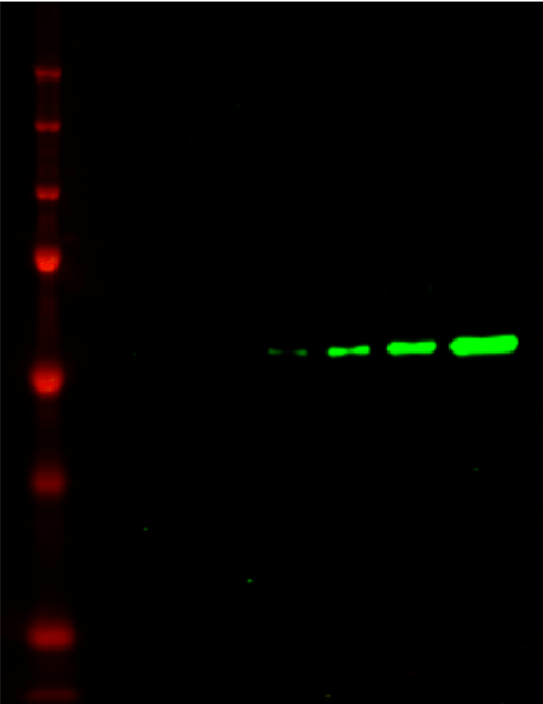 IRDye® 800CW Goat anti-Rat IgG Secondary Antibody data