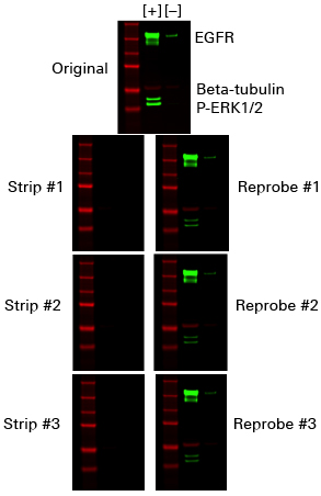 Strip and reprobe nitrocellulose or PVDF membranes