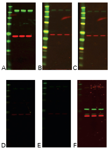 Incubation time, buffer concentration, and temperature affect stripping efficiency