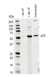 Example Blot Using the Quick Western Kit