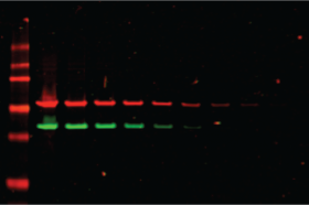 Two-color flourescent western blot